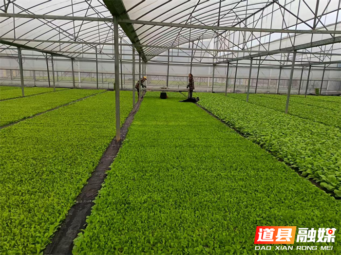 道县营江街道：春耕正当时 烤烟工厂育苗忙2_副本.png