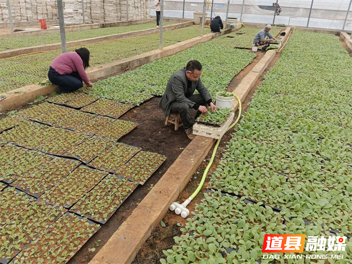 道县营江街道：春耕正当时 烤烟工厂育苗忙1_副本.png
