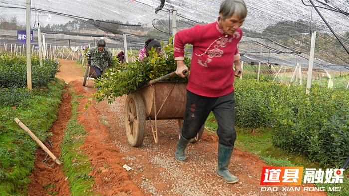 道县：油茶造林正当时 苗木基地全力保障苗木供应4_副本.jpg