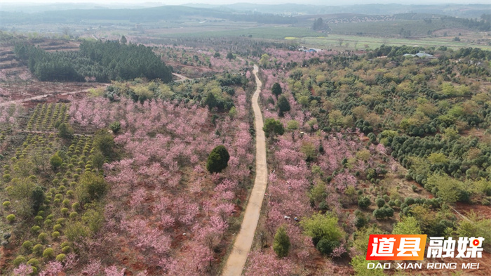 道县：樱花盛开春满园 粉色浪漫映眼帘（组图）1_副本.jpg