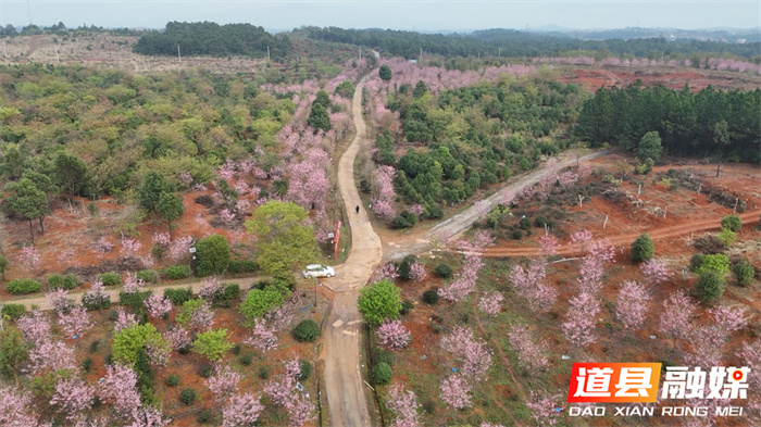 道县：樱花盛开春满园 粉色浪漫映眼帘（组图）3_副本.jpg
