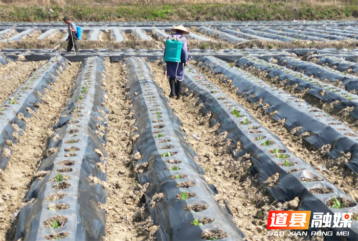 道县梅花镇：田间烤烟管护忙 烟农增收有希望5_副本.png