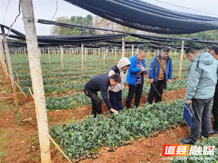 道县：夯实苗木保障 提升造林质量2_副本.png