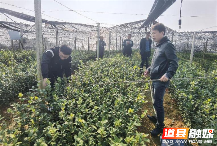道县：夯实苗木保障 提升造林质量1_副本.png