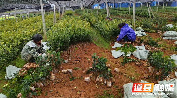 道县去冬今春新造林累计植苗220万株1_副本.png