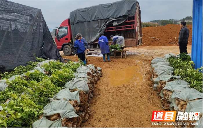 道县去冬今春新造林累计植苗220万株2_副本.png