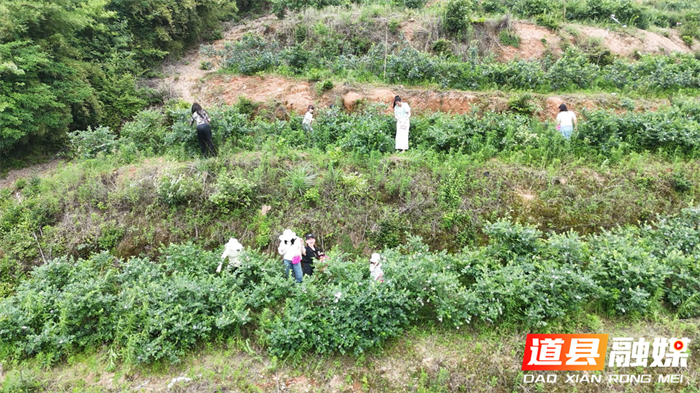 道县：初夏“莓”景引客来 田园采摘激活“甜蜜经济”2_副本.png