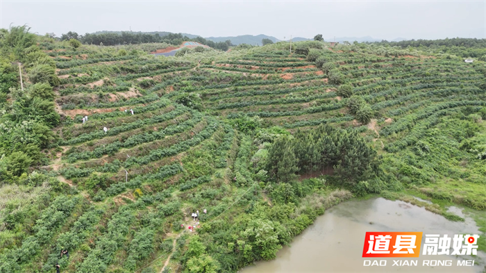 道县：初夏“莓”景引客来 田园采摘激活“甜蜜经济”1_副本.png