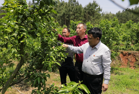 唐令德：扎根乡土践初心  用奉献绘就山乡画卷