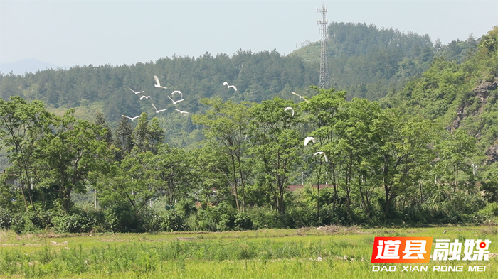 道县：构建立体防护网络 护航千年鸟道安全1_副本.jpg