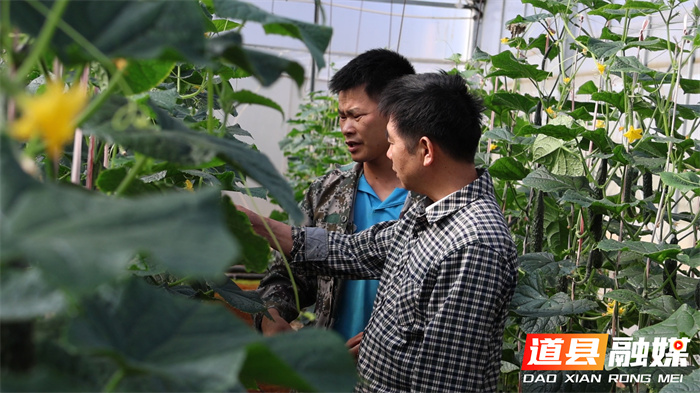道县：“一棚两用”巧增收 智慧农业促振兴1_副本.jpg
