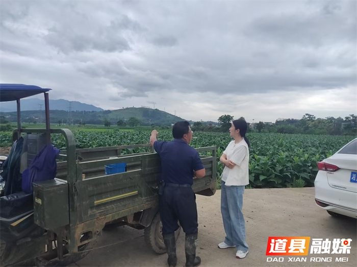 道县四马桥黄金烤房托起烟农增收梦乡村振兴产业根基再夯实4_副本.png