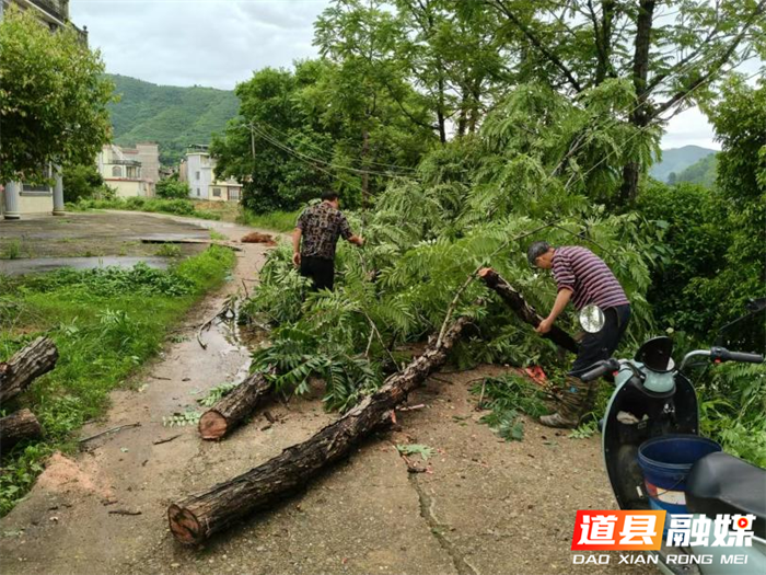道县白马渡镇：树木倒伏拦路去 雨中抢险护通行1_副本.png