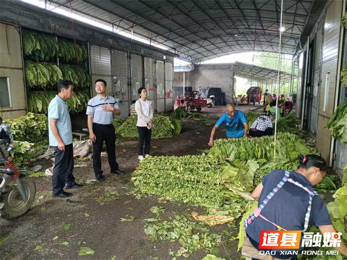 深耕 “金叶” 产业 助力乡村振兴2_副本.png
