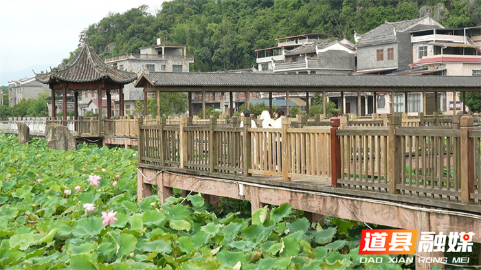 理学圣地荷花开 周子遗风引客来7_副本.jpg