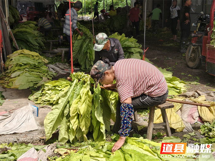 深耕 “金叶” 产业 助力乡村振兴1_副本.png