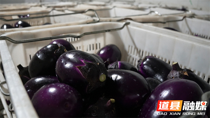 道县：万亩供粤港澳蔬菜基地迎夏收 优质蔬菜集中上市保供应6_副本.jpg