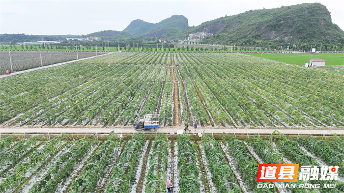 道县：万亩供粤港澳蔬菜基地迎夏收 优质蔬菜集中上市保供应1_副本.jpg