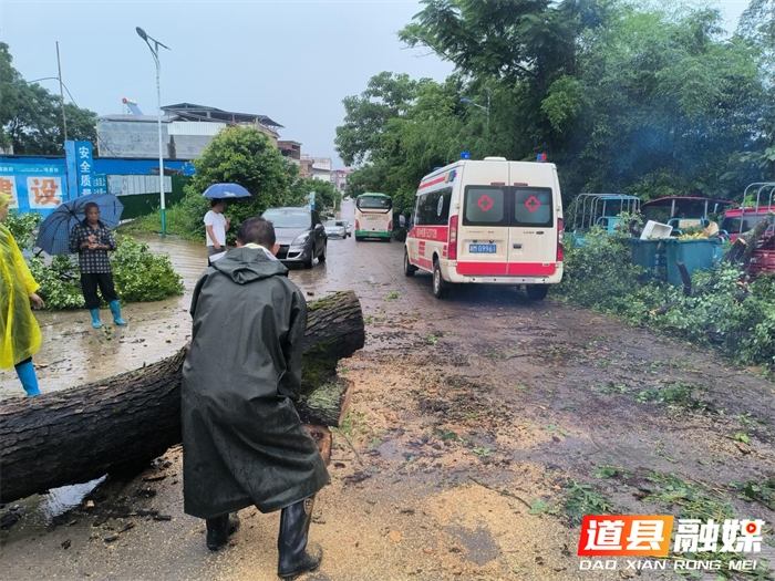 大树拦路急 干群清障快2_副本.png