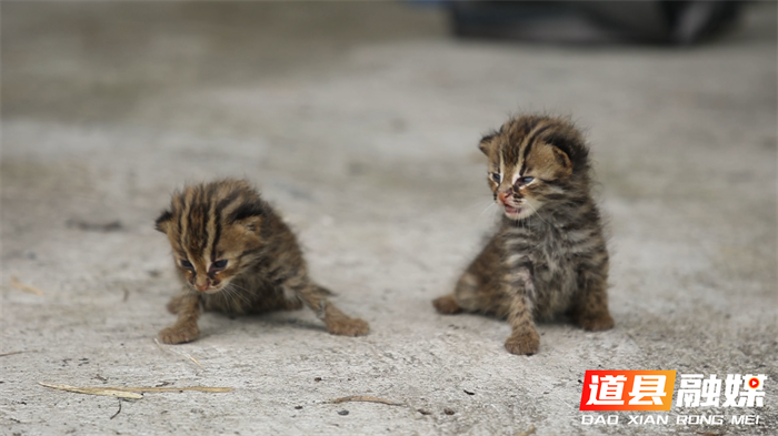 道县居民意外救助四只国家二级保护动物豹猫3_副本.png