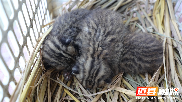 道县居民意外救助四只国家二级保护动物豹猫4_副本.png