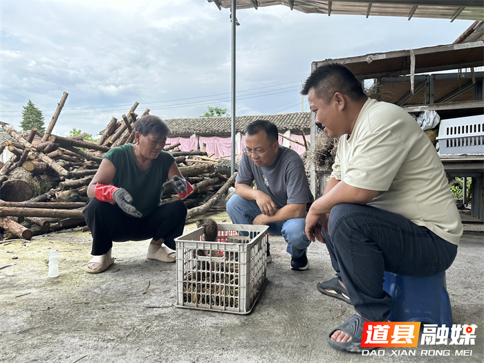 道县居民意外救助四只国家二级保护动物豹猫2_副本.jpg