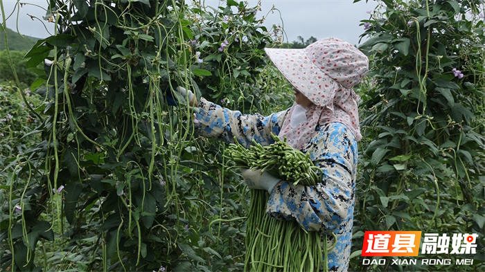 道县：订单豆角唤醒“沉睡地” 撂荒地变“增收田”1_副本.png