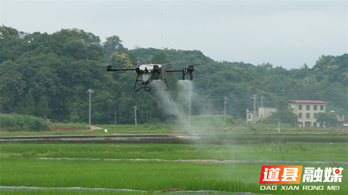 道县：“空天地”科技护穗 力保夏粮丰收1_副本.jpg
