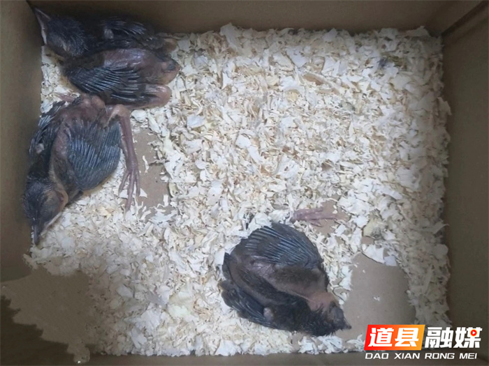 守护羽翼：道县志愿者爱心救护土画眉1_副本.jpg
