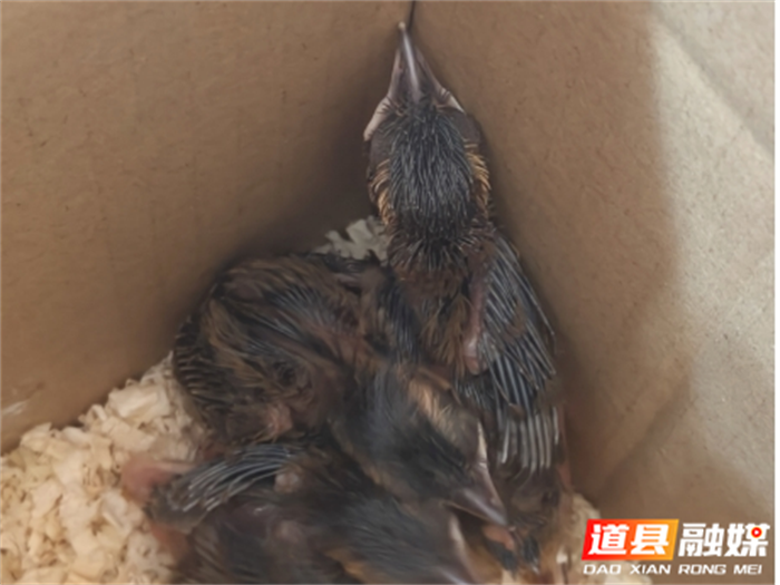 守护羽翼：道县志愿者爱心救护土画眉2_副本.png