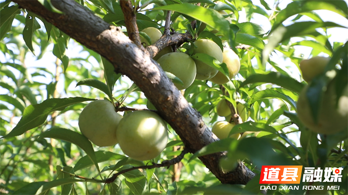 道县：蜂糖李新鲜上市 果农坐享“甜蜜财富”2_副本.png