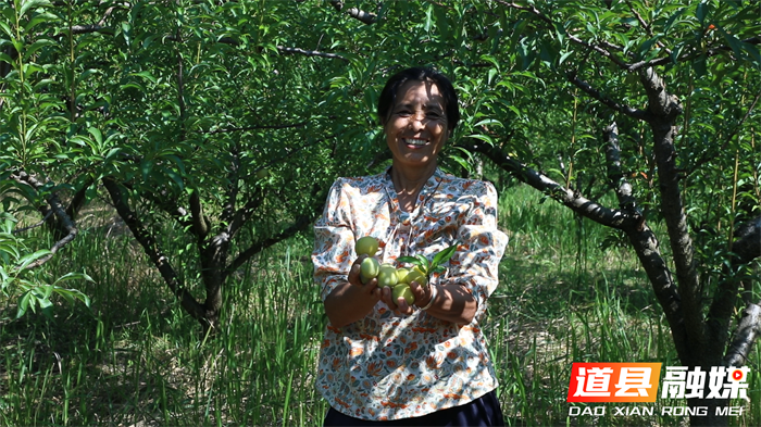道县：蜂糖李新鲜上市 果农坐享“甜蜜财富”1_副本.png