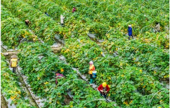 湖南道县：蔬菜俏销大湾区（组图）