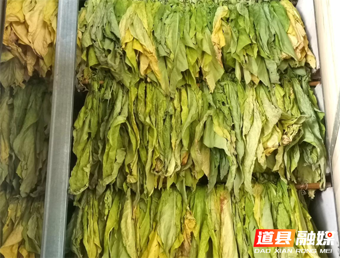 道县梅花镇：6000亩烤烟开烤“钱”景喜人4_副本.png