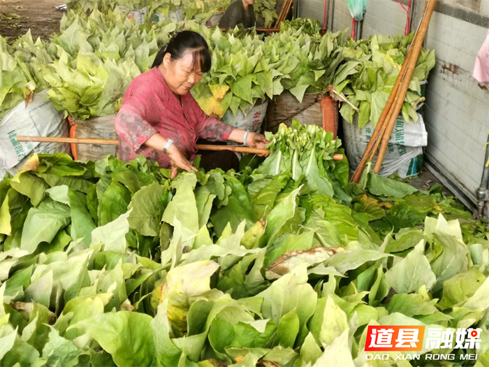 道县梅花镇：6000亩烤烟开烤“钱”景喜人2_副本.png