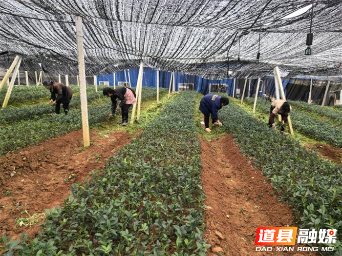 道县今春新扩源油茶基地1万余亩1_副本.png