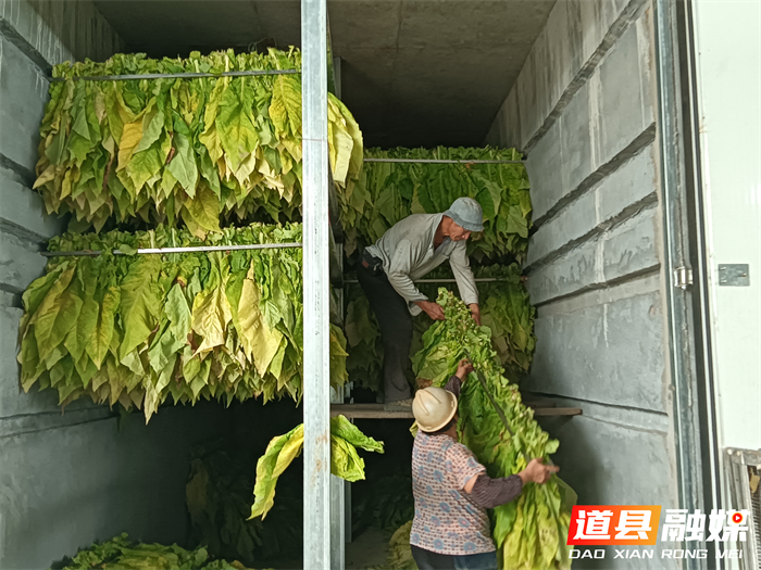 道县梅花镇人大主席团组织人大代表开展调研活动2_副本.png