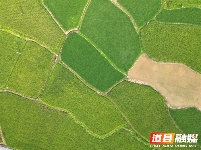 道县司空岩村：风吹稻香守望丰收在即1_副本.png