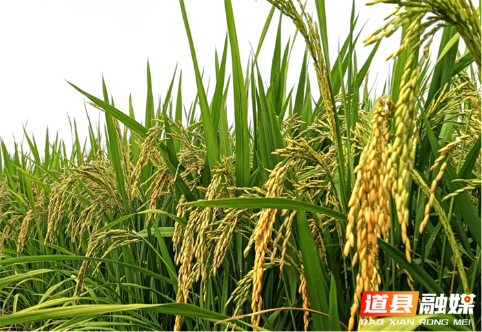 道县司空岩村：风吹稻香守望丰收在即5_副本.png