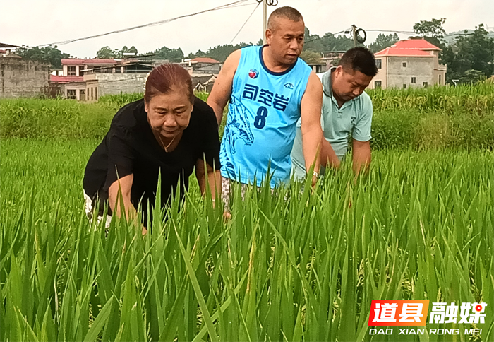 道县司空岩村：风吹稻香守望丰收在即4_副本.png