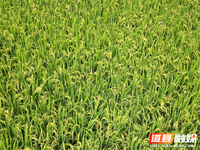 道县司空岩村：风吹稻香守望丰收在即3_副本.png