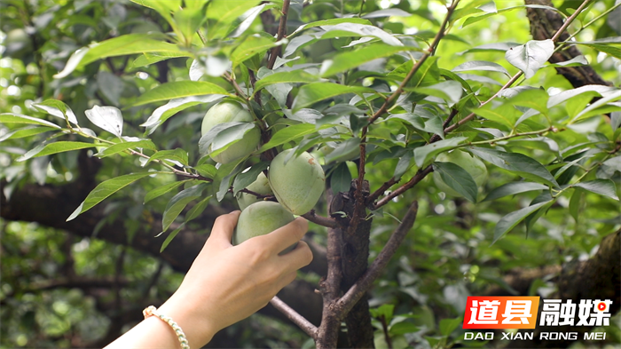 道县：青翠奈李压弯枝 “90后”儿媳直播带货破“销愁”2_副本.png