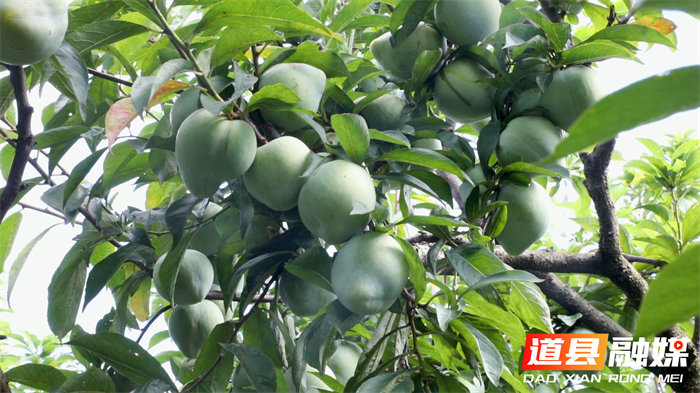 道县：青翠奈李压弯枝 “90后”儿媳直播带货破“销愁”4_副本.png