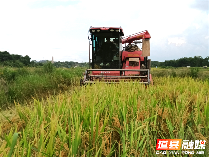 道县梅花镇：万亩早稻开镰收割 助力群众增产增收3_副本.png