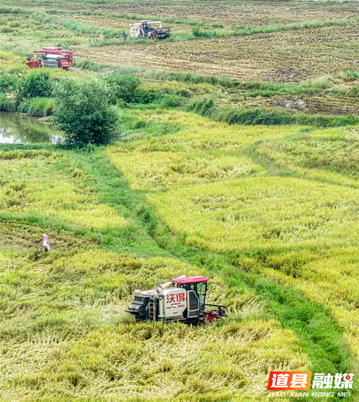 道县：抢农时 忙“双抢”（组图）7_副本.jpg
