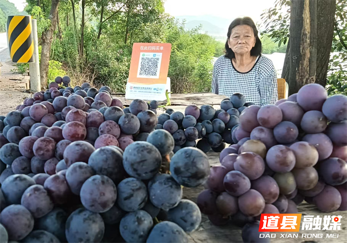 道县梅花镇：小葡萄串起乡村振兴“甜蜜链”4_副本.png