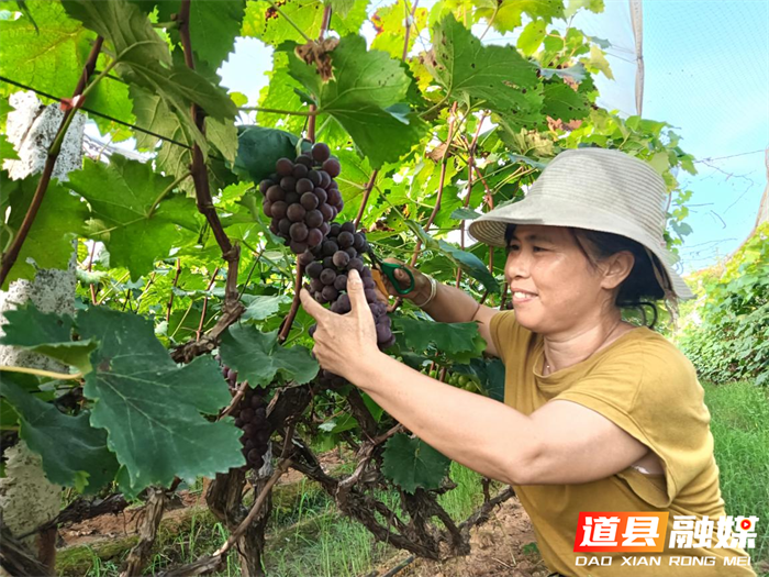 道县梅花镇：小葡萄串起乡村振兴“甜蜜链”2_副本.png