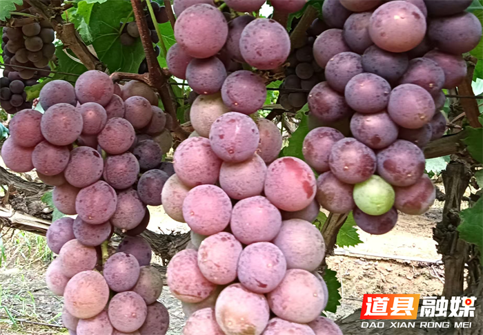 道县梅花镇：小葡萄串起乡村振兴“甜蜜链”1_副本.png