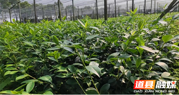 道县用好地域优势促进油茶发展1_副本.png