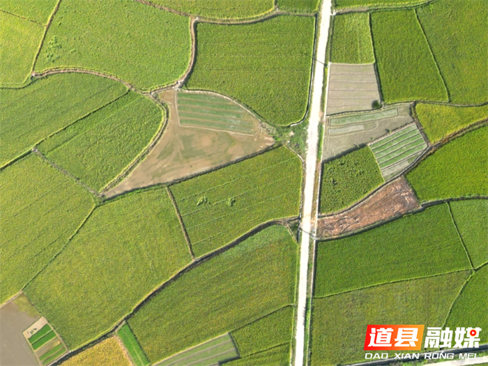 道县营江街道：千亩待收早稻绘出丰收美景图（组图）5_副本.png